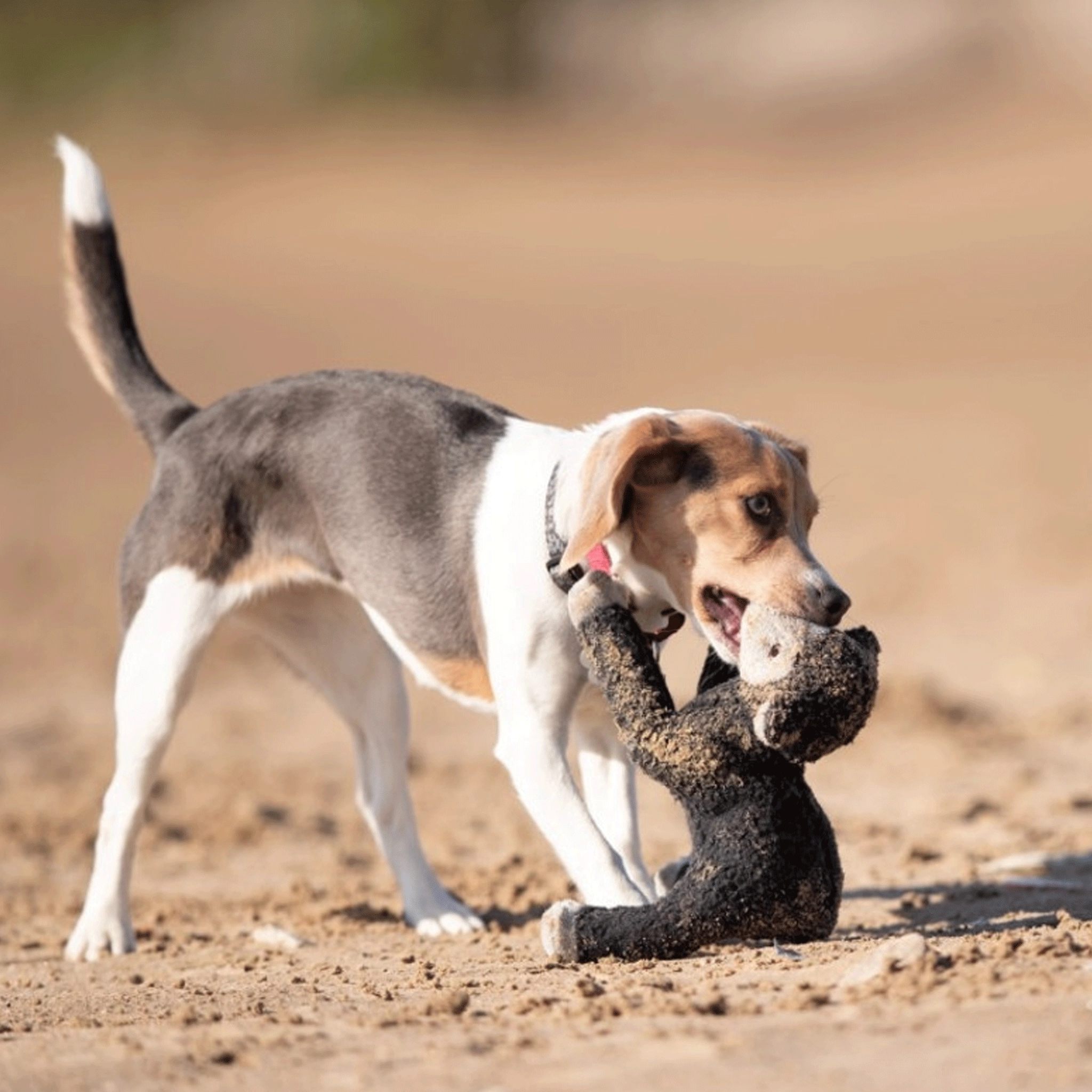Fluff & Tuff Mary Lamb Dog Toys